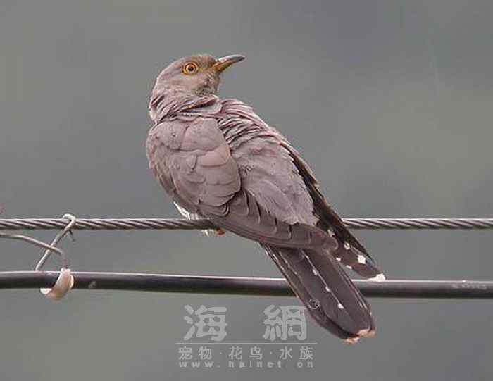 世界著名鸟类——部分猛禽