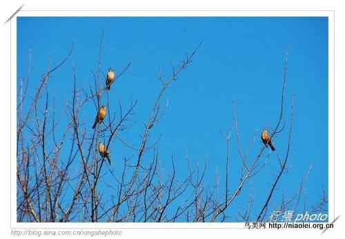 北美知更鸟, American Robin