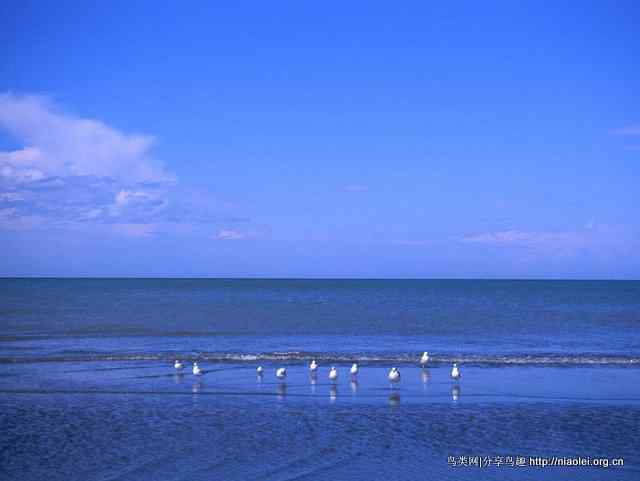 鹤类、水鸟精美摄影壁纸欣赏