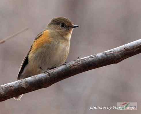 红胁蓝尾鸲和黑喉石脊鸟