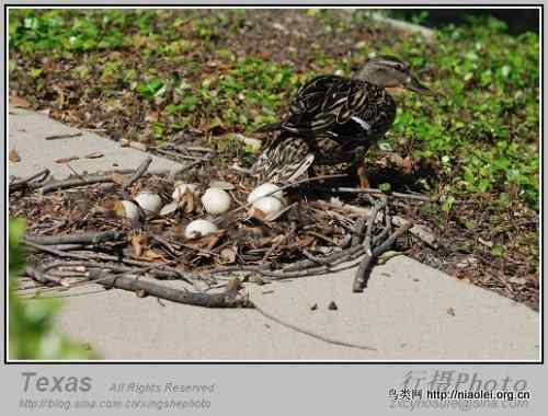 德克萨斯州的笨鸭子