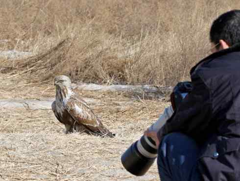 观鸟摄影之趣——人与鵟