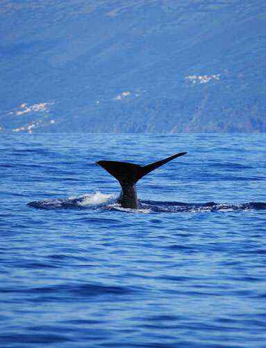 无畏的海鸥 与驼背鲸抢食
