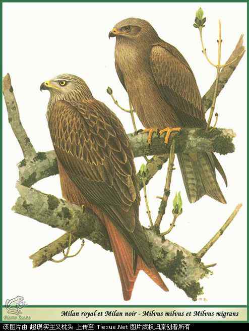 手绘画第5辑——猛禽和啄木鸟