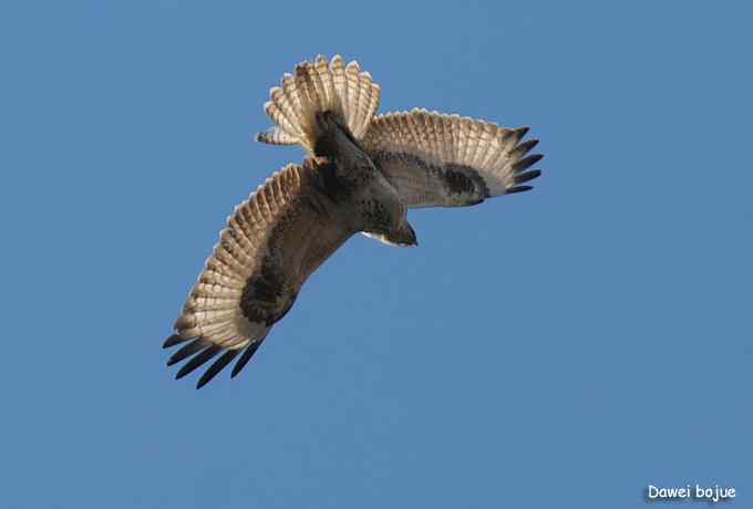 十渡几只鸟 十渡几只鸟