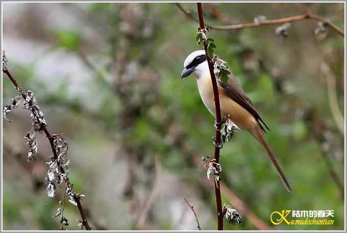 红尾伯劳一组【照片】