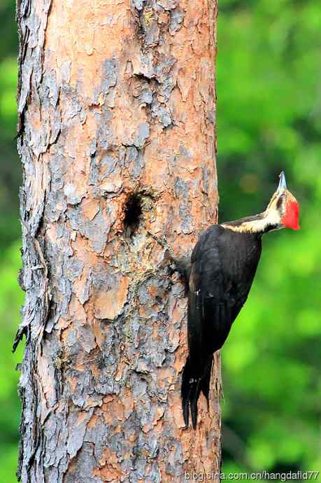 红冠啄木鸟(3) 红冠啄木鸟(3)