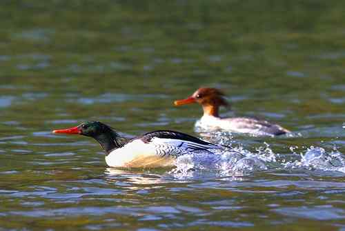 漂亮的中华秋沙鸭