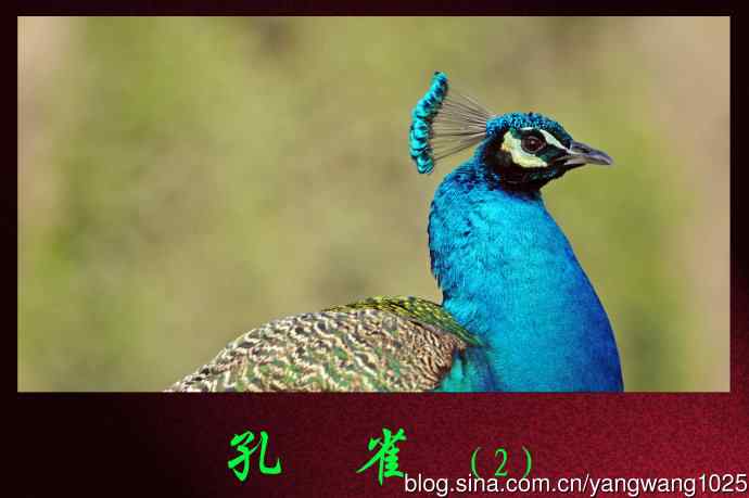 孔雀（2）