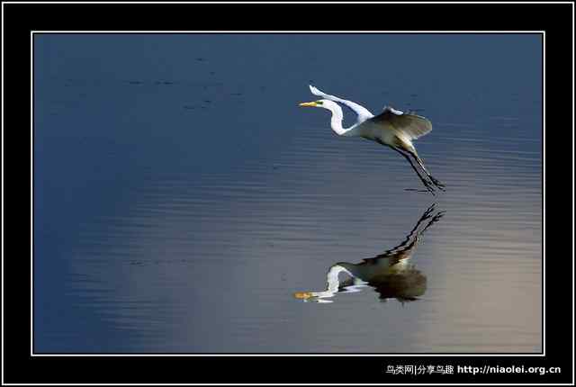 [组图]漂亮的水鸟摄影图片