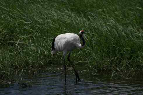 一组丹顶鹤摄影