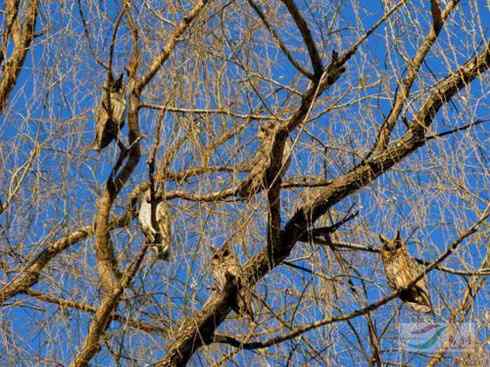 长耳鸮组图欣赏