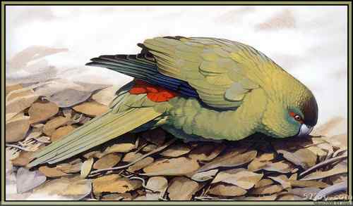 世界灭绝动物画像大全