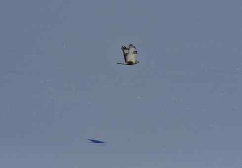 冰面上飞行的毛脚狂