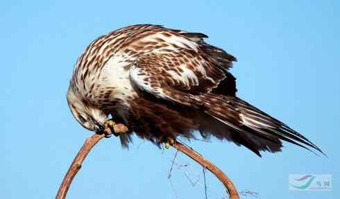 毛脚鵟休息一下