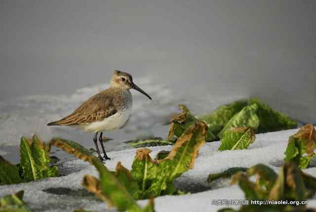 黑翅长脚鹬叫声下载