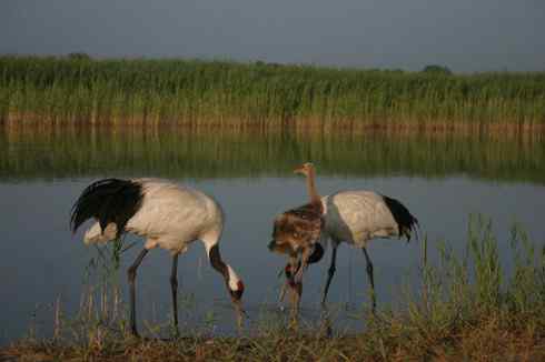 [组图]丹顶鹤三口之家