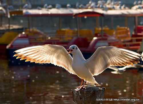 95张鸟儿嬉戏精品图集
