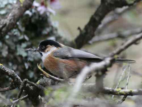 怎样区分黑头长尾山雀和黑眉长尾山雀