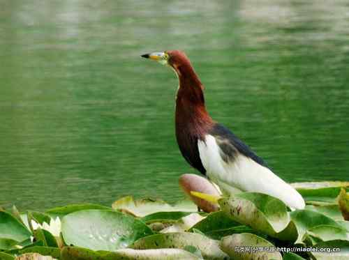95张鸟儿嬉戏精品图集