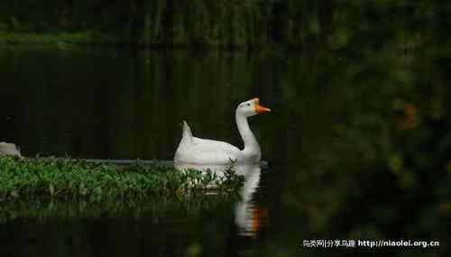 95张鸟儿嬉戏精品图集