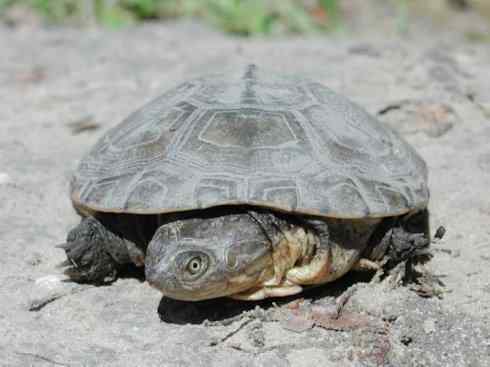 玄武：传说的兽原型探秘（侧颈龟类）