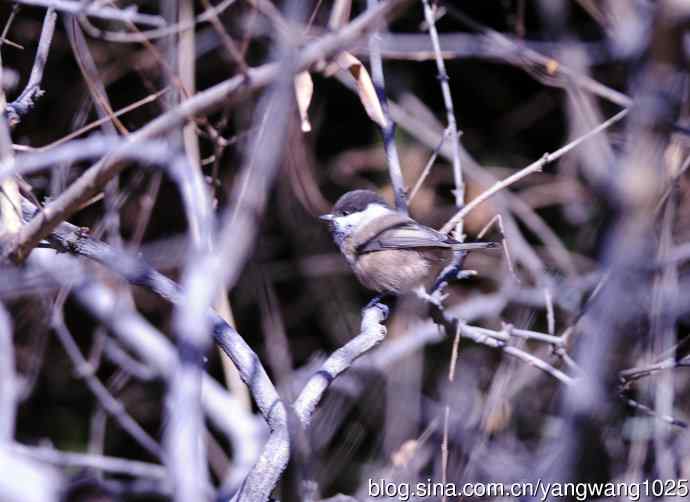 褐头山雀(2) 褐头山雀(2)