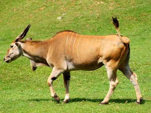麒麟：传说的兽原型探秘（紫羚）