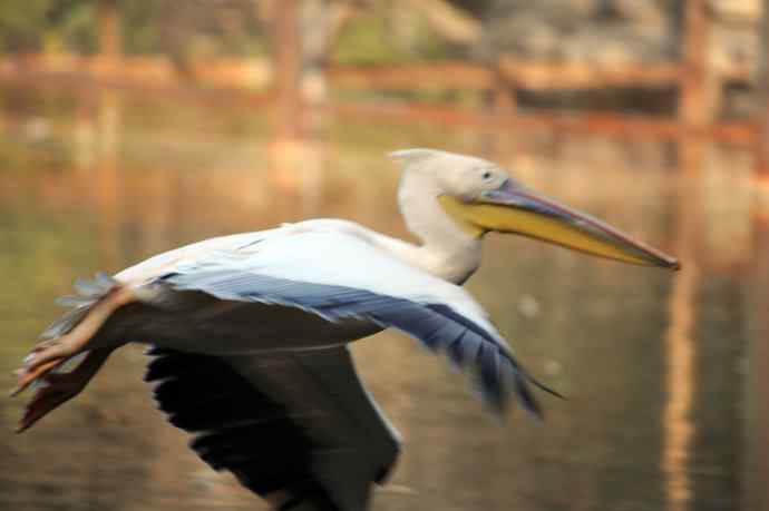 再拍鹈鹕 wbr wbr14