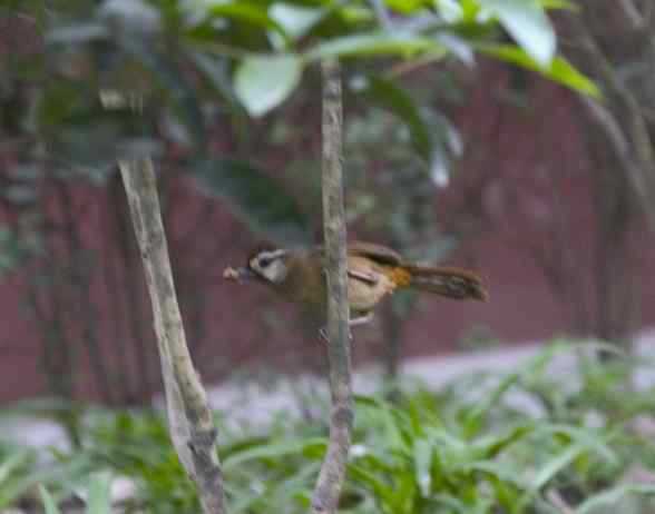 文殊院的白颊噪鹛 文殊院的白颊噪鹛