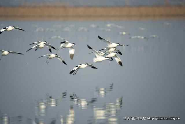 洞庭湖的冬候鸟——反嘴鹬