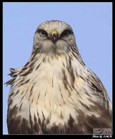 捕鼠的猛禽——看看他们的嘴