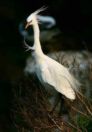 黄嘴白鹭东亚珍稀水禽