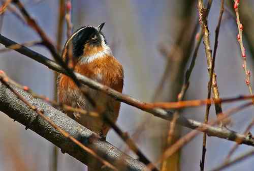 怎样区分黑头长尾山雀和黑眉长尾山雀