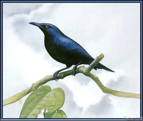 世界灭绝动物画像大全