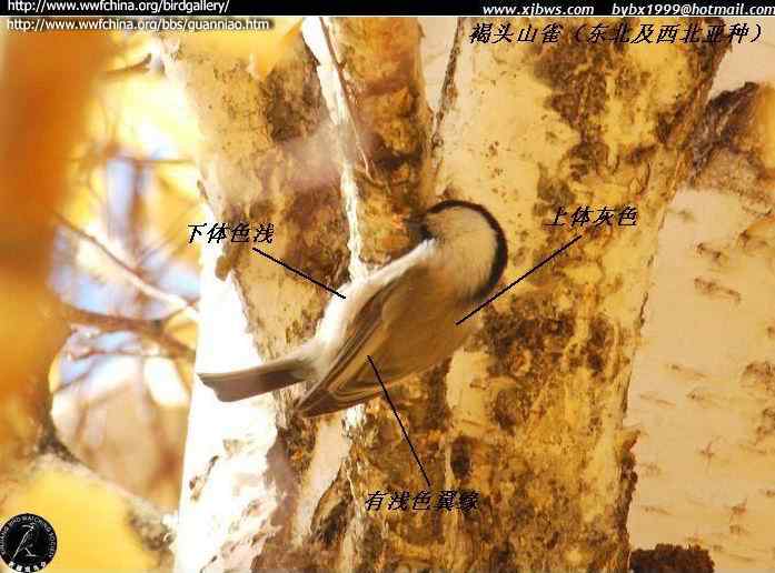 鸟类识别:沼泽山雀和褐头山雀