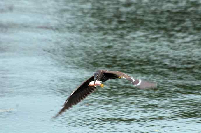 北海也有夜鹭飞（记实版）