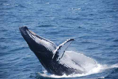 无畏的海鸥 与驼背鲸抢食