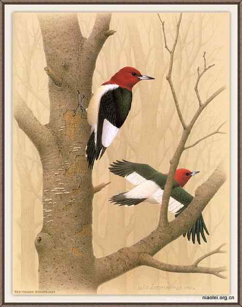 手绘画第6辑——美丽啄木鸟