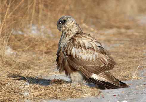 [组图]毛脚鵟战乌鸦