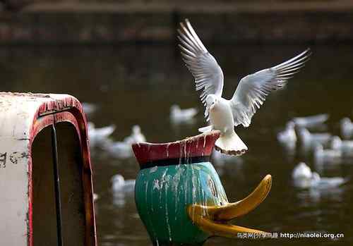 95张鸟儿嬉戏精品图集