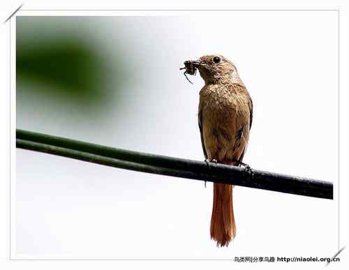 95张鸟儿嬉戏精品图集