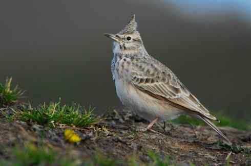 独特的高原生态系统——巴音布鲁克湿地