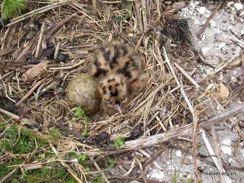 [组图]刚出生的小鸟