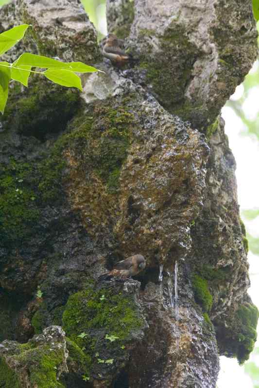 文殊院鸟儿快乐饮水