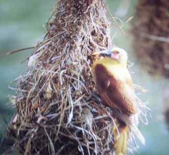 鸟巢幼鸟写真第2辑