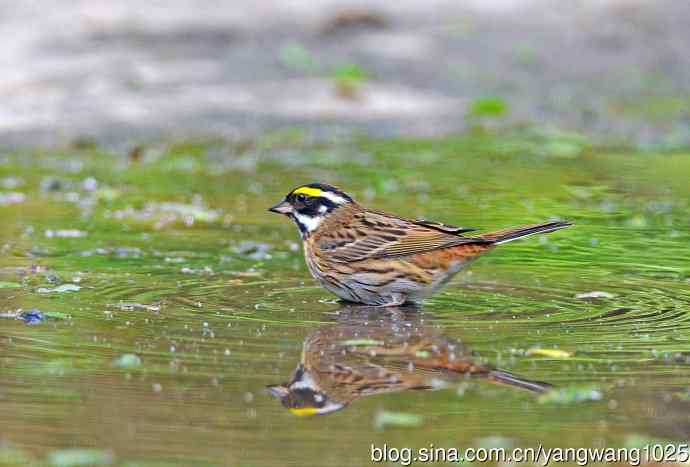 黄眉鹀(6) 黄眉鹀(6)