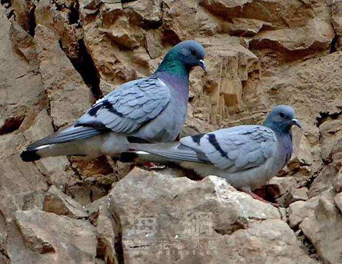 世界著名鸟类——鸽形目