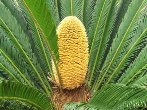 鱼类活化石：月眼鱼