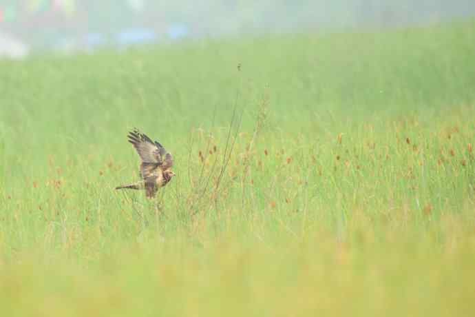 猛禽白腹鹞(生境)